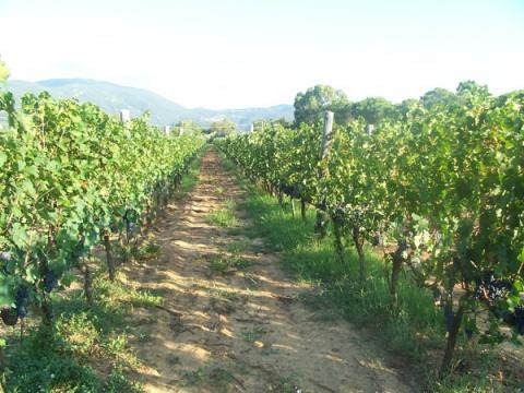 Azienda Agricola Santa Maria